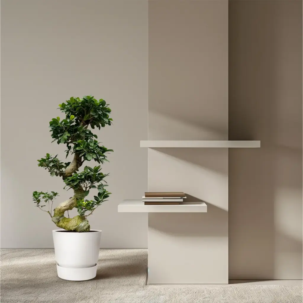 Ficus Microcarpa Ginseng – kamerplant met dikke wortelstam