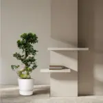 Ficus Microcarpa Ginseng – kamerplant met dikke wortelstam