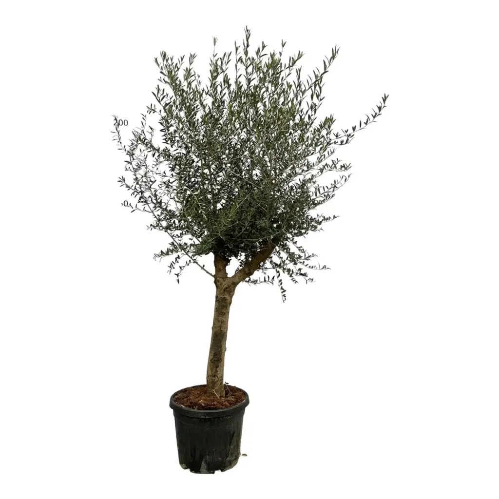 Olea Lorc – olijfboom buitenplant voor tuin of terras