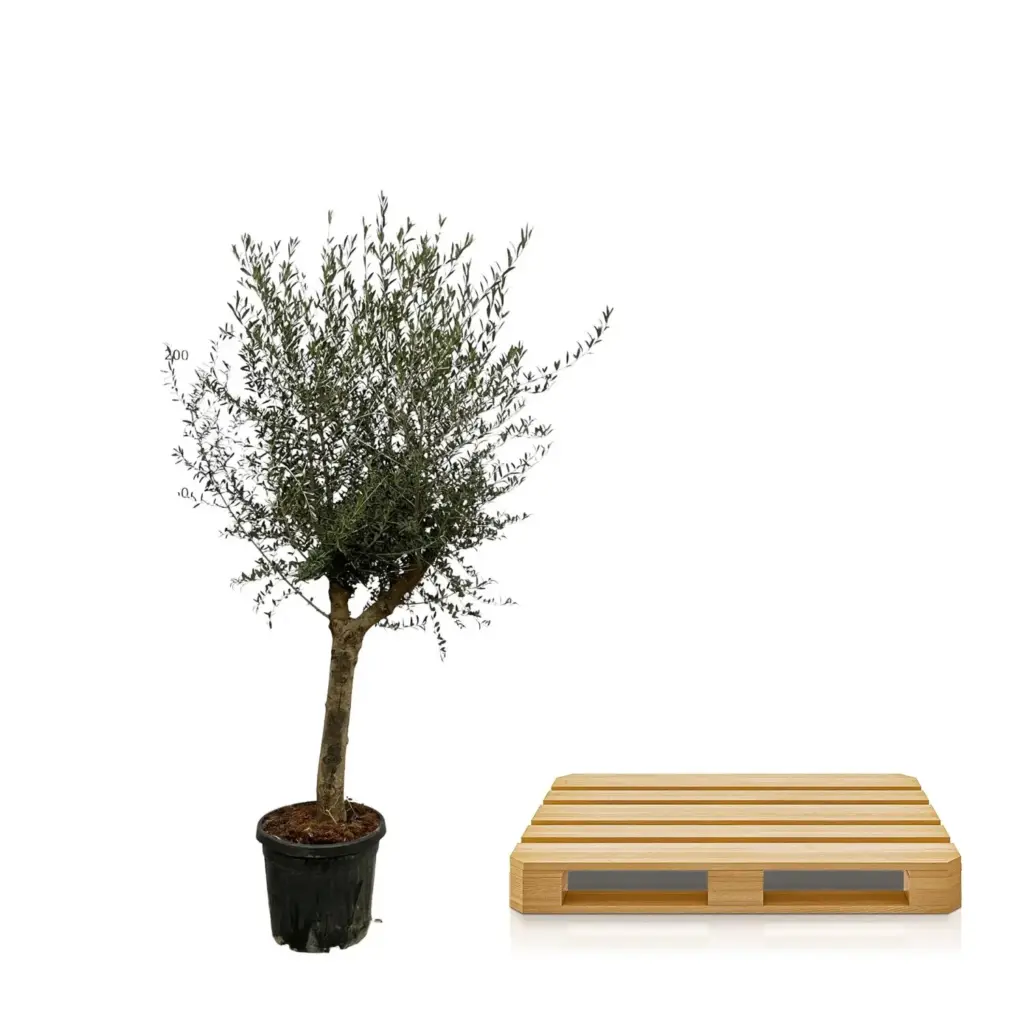 Olea Lorc – olijfboom buitenplant voor tuin of terras