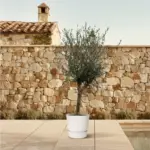 Olea Lorc – olijfboom buitenplant voor tuin of terras