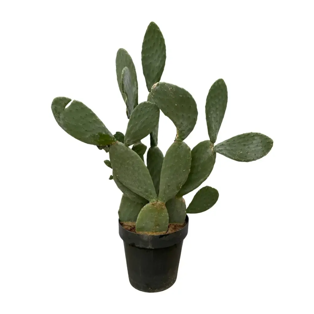 Opuntia cactus – stoere kamerplant