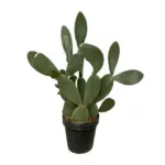 Opuntia cactus – stoere kamerplant