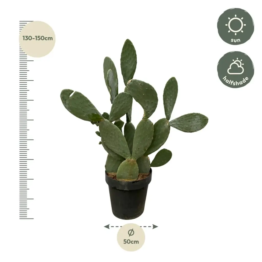 Opuntia cactus – stoere kamerplant