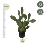 Opuntia cactus – stoere kamerplant