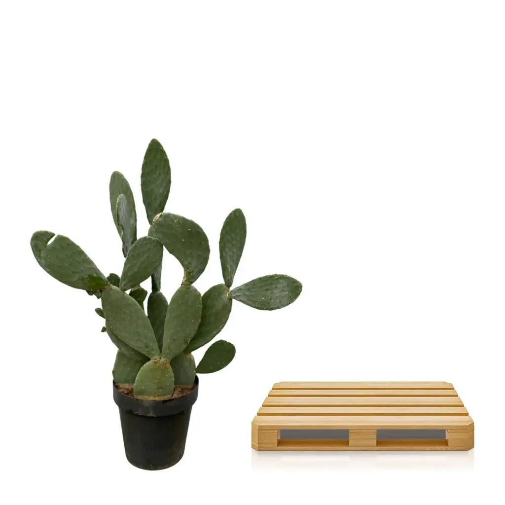 Opuntia cactus – stoere kamerplant