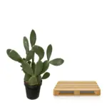 Opuntia cactus – stoere kamerplant