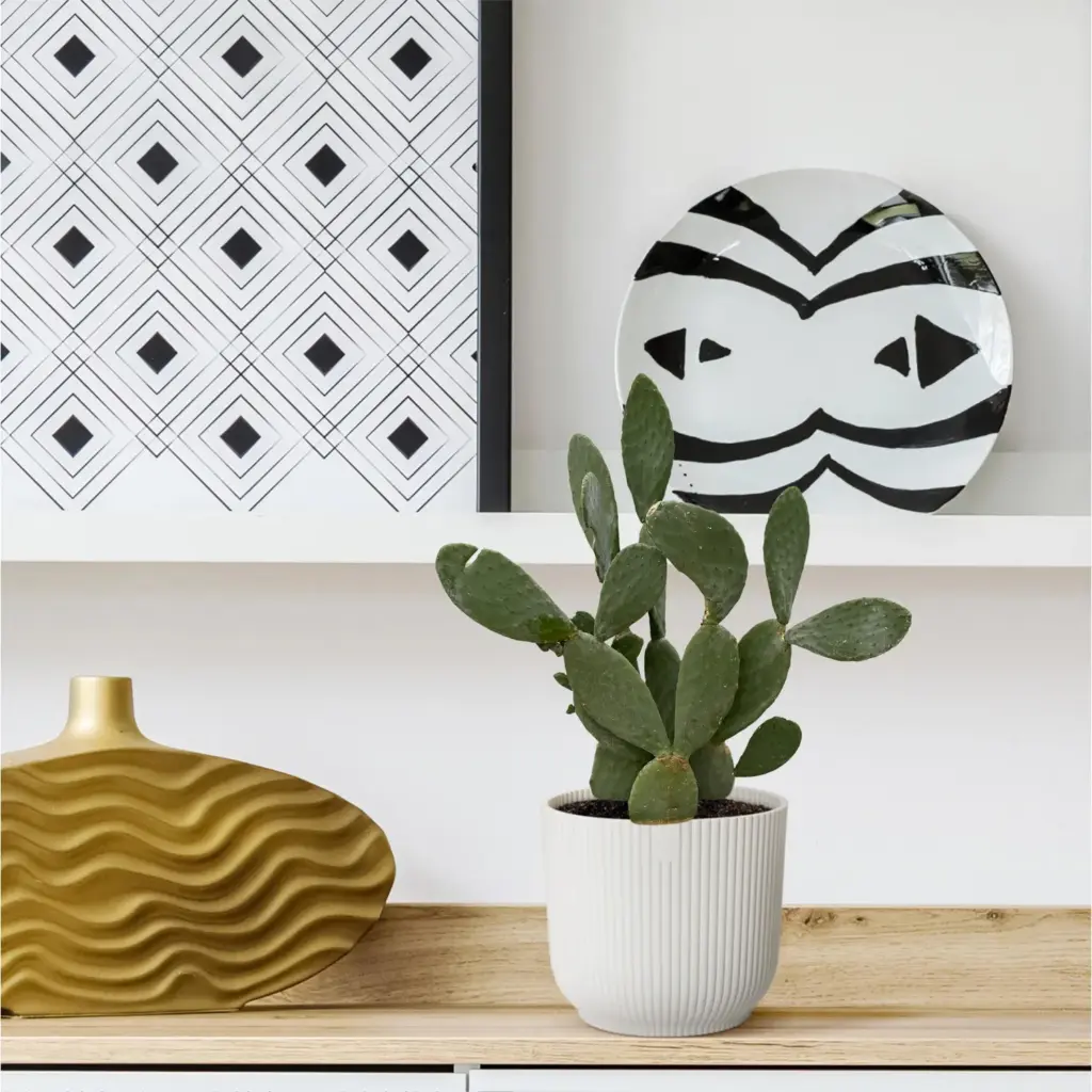 Opuntia cactus – stoere kamerplant