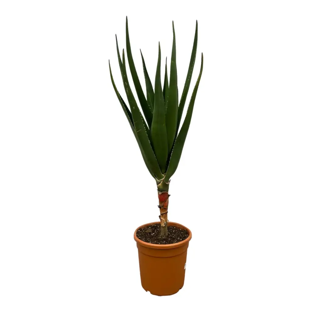 Aloe Barberae kamerplant