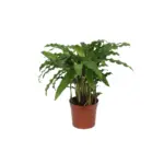 Calathea Bluegrass – sierbladige kamerplant