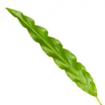 Calathea Bluegrass – sierbladige kamerplant