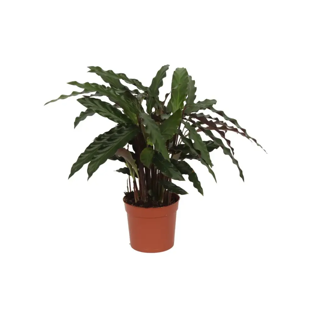 Calathea Elgergrass kamerplant
