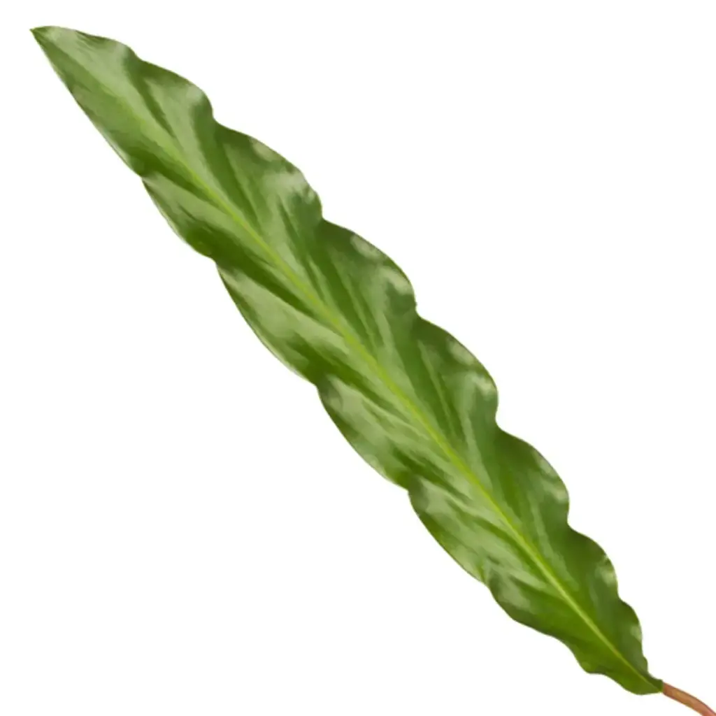 Calathea Elgergrass kamerplant