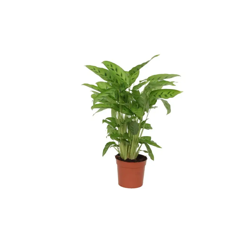 Calathea Leopardina kamerplant