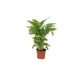 Calathea Leopardina kamerplant