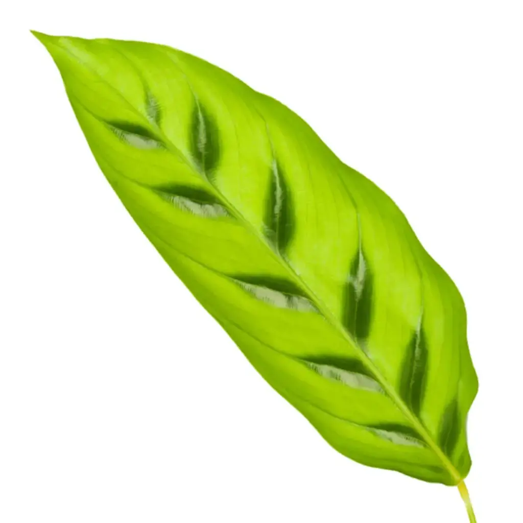 Calathea Leopardina kamerplant