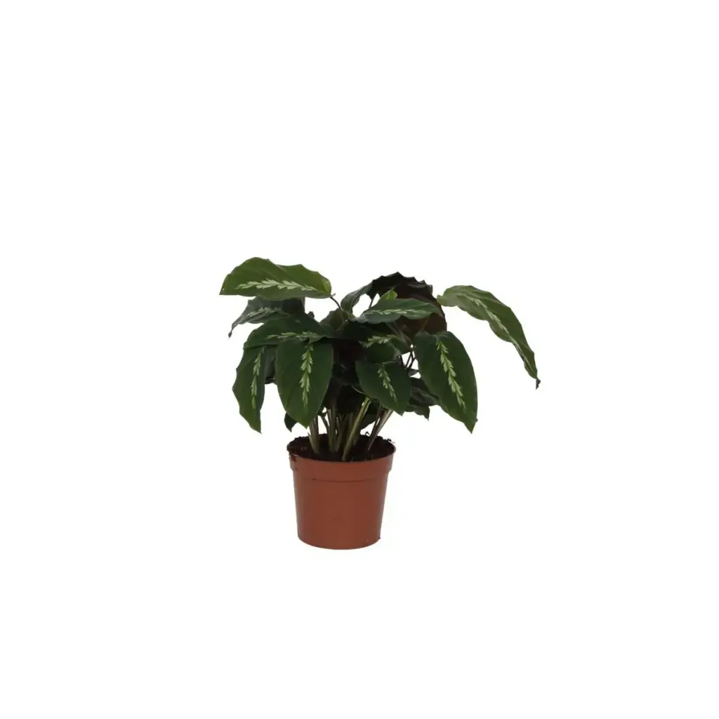 Calathea Maui Queen kamerplant