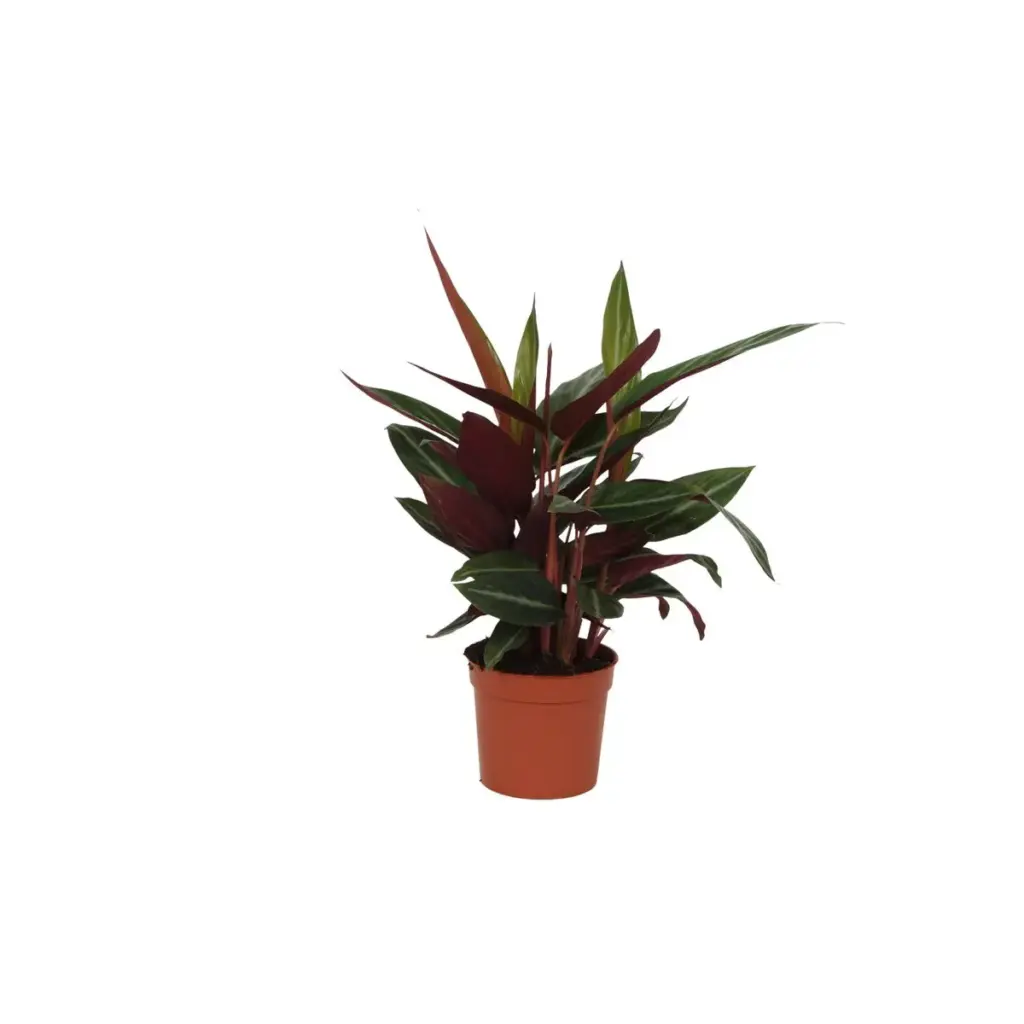 Calathea Stripestar kamerplant