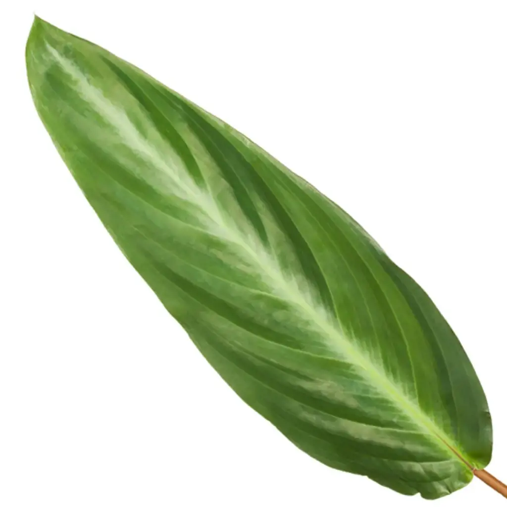 Calathea Stripestar kamerplant