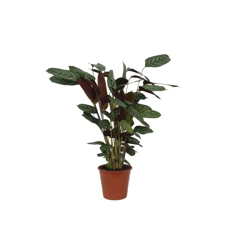 Calathea Compactstar – sierbladige kamerplant