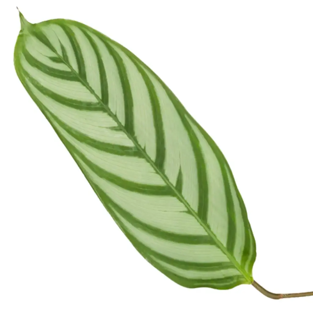 Calathea Compactstar – sierbladige kamerplant
