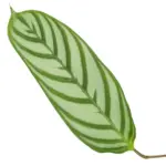 Calathea Compactstar – sierbladige kamerplant