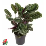 Calathea Medallion kamerplant