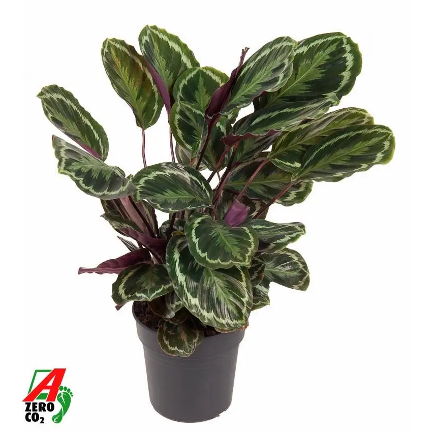 Calathea Medallion kamerplant