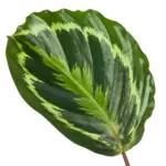 Calathea Medallion kamerplant