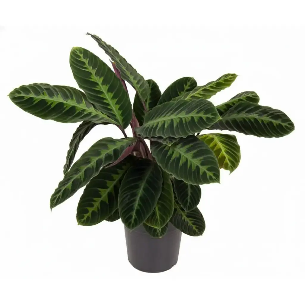 Calathea Warscewiczii kamerplant