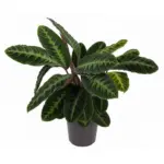 Calathea Warscewiczii kamerplant