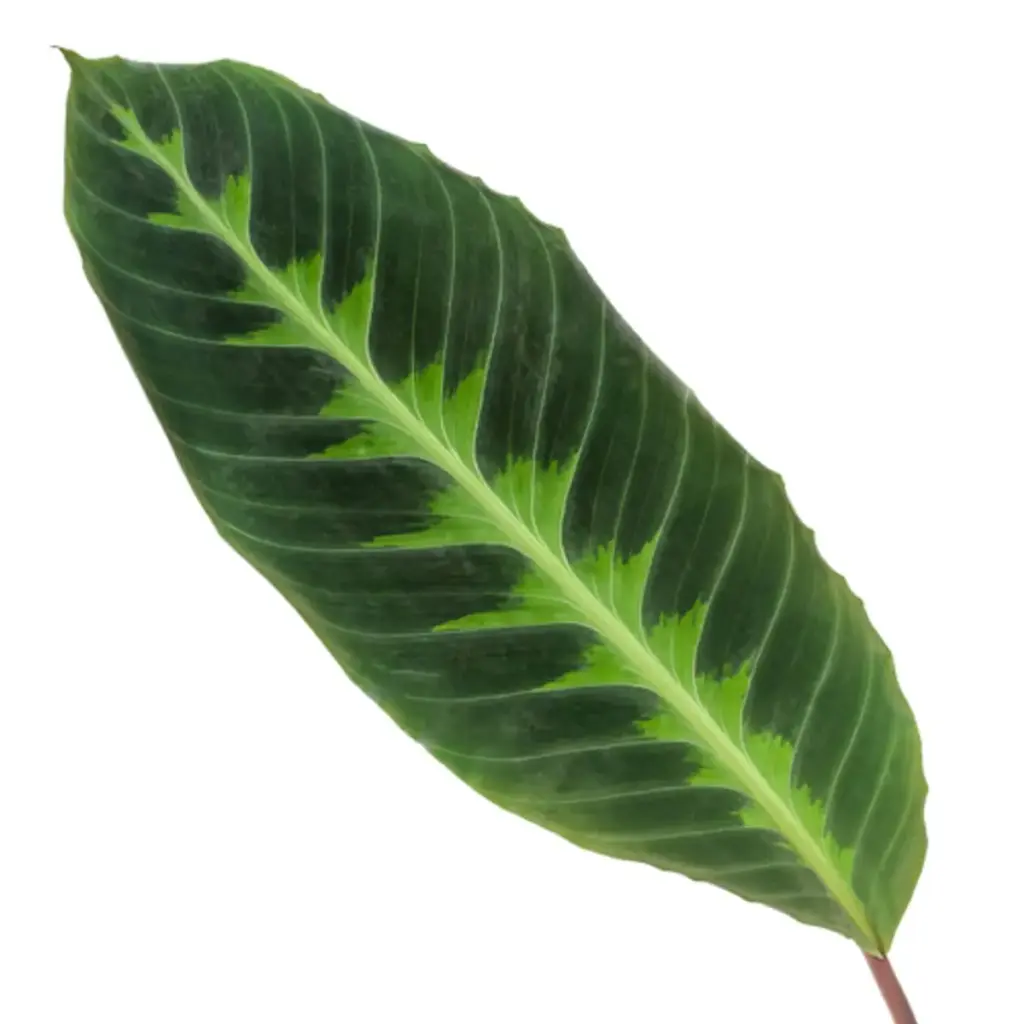 Calathea Warscewiczii kamerplant