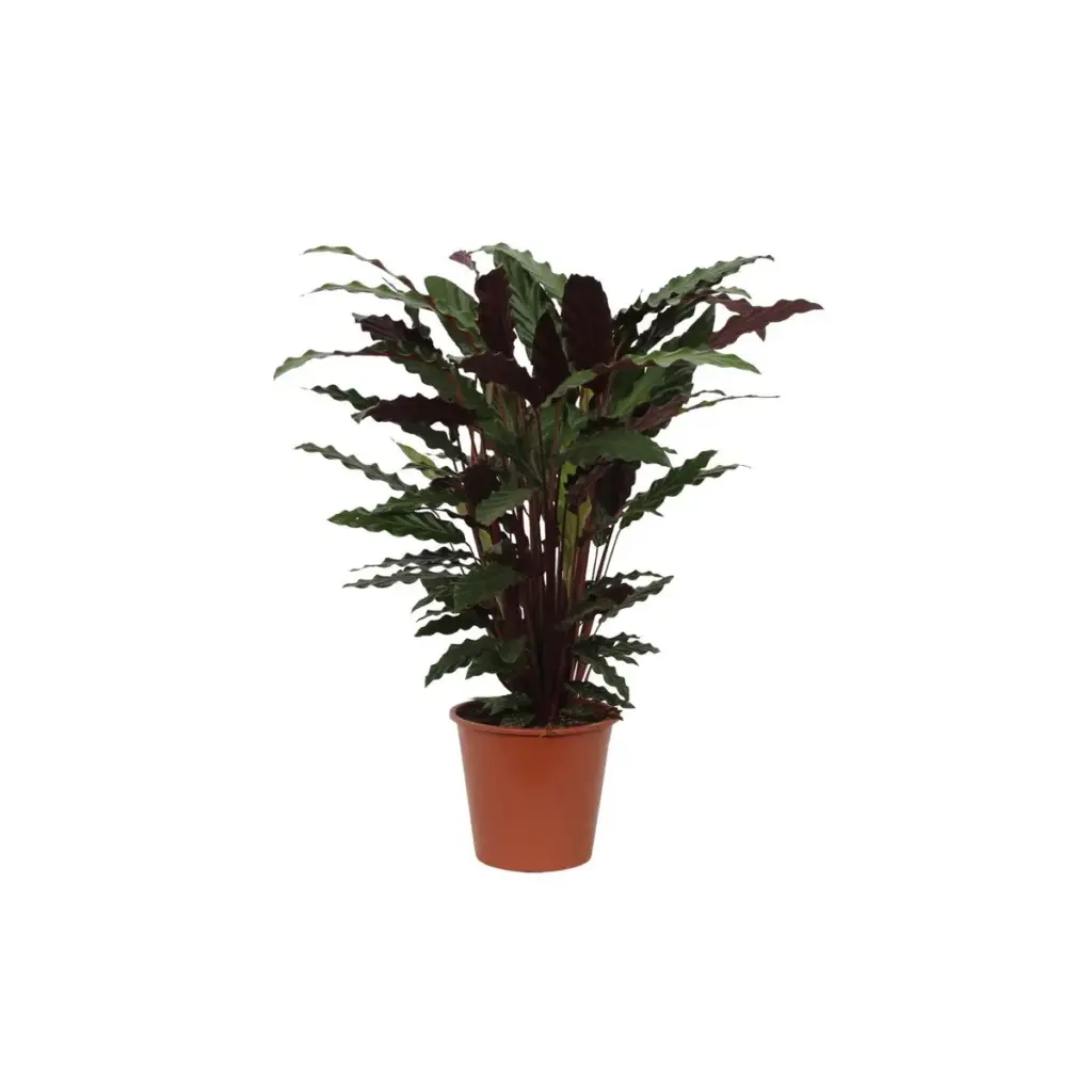Calathea Wavestar kamerplant