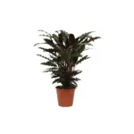 Calathea Wavestar kamerplant