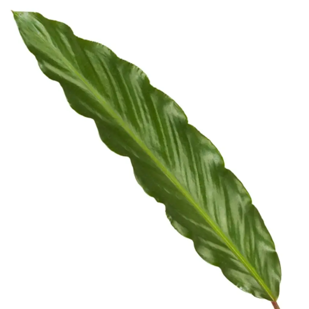 Calathea Wavestar kamerplant