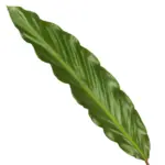Calathea Wavestar kamerplant