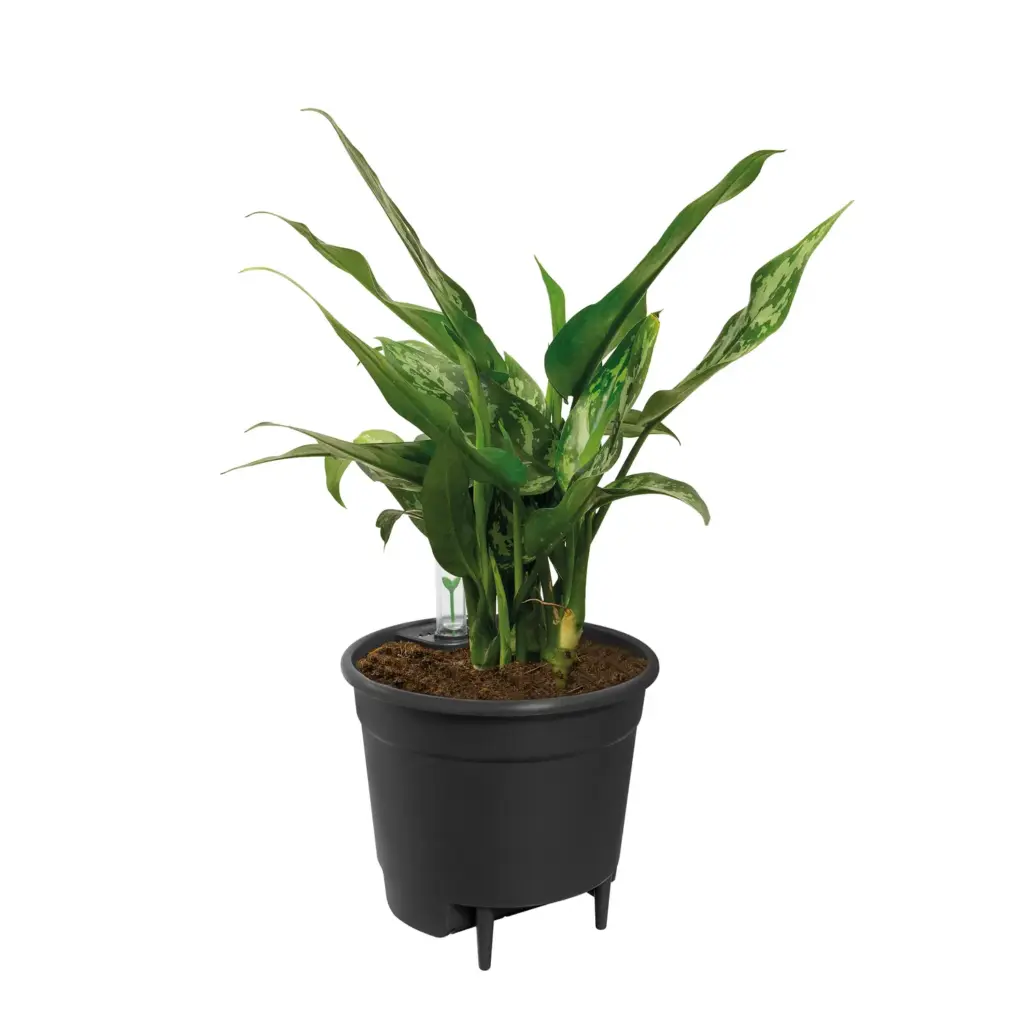 Self Watering Insert zelfbewateringsysteem voor pot