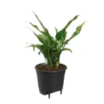 Self Watering Insert zelfbewateringsysteem voor pot