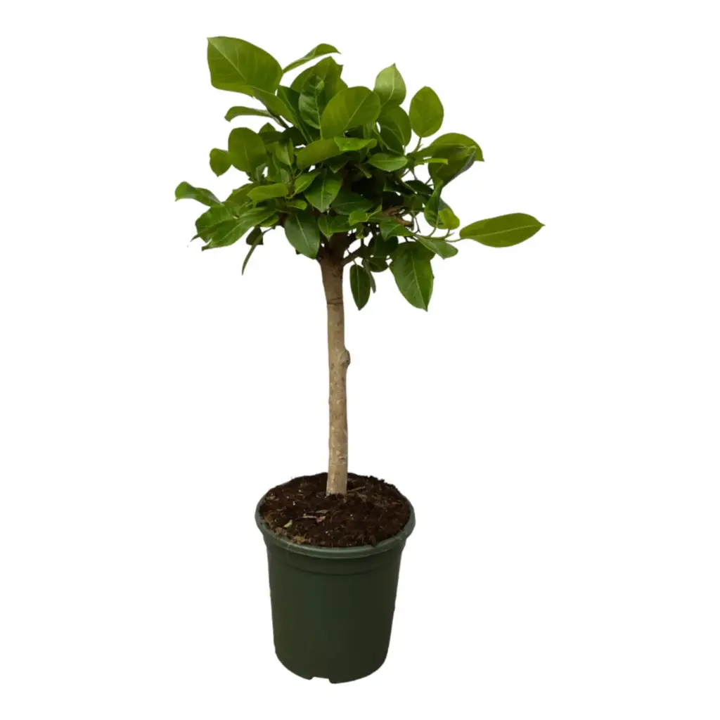 Ficus Altissimo variegata – bonte kamerplant op stam