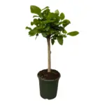 Ficus Altissimo variegata – bonte kamerplant op stam