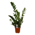 Zamioculcas kamerplant – ZZ-plant