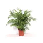 Chamaedorea Elegans kamerpalm