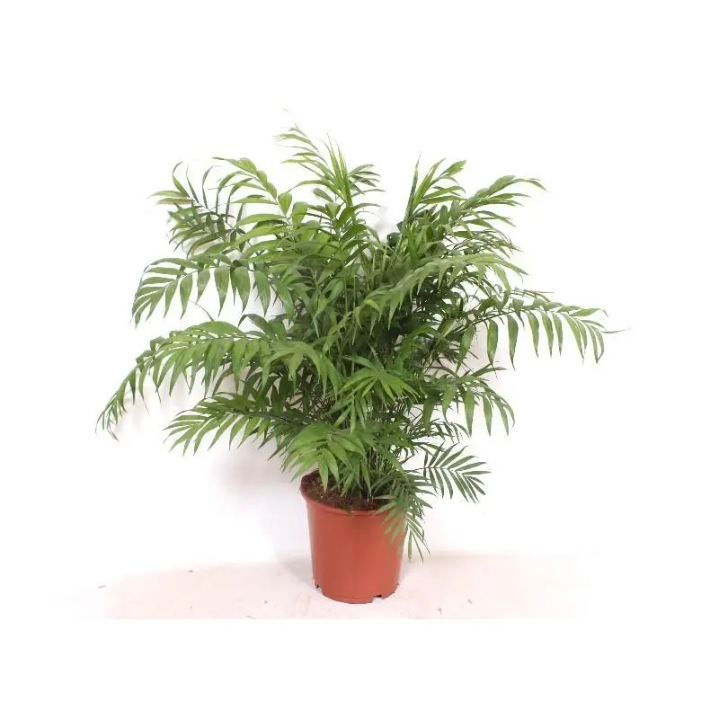 Chamaedorea Elegans kamerpalm