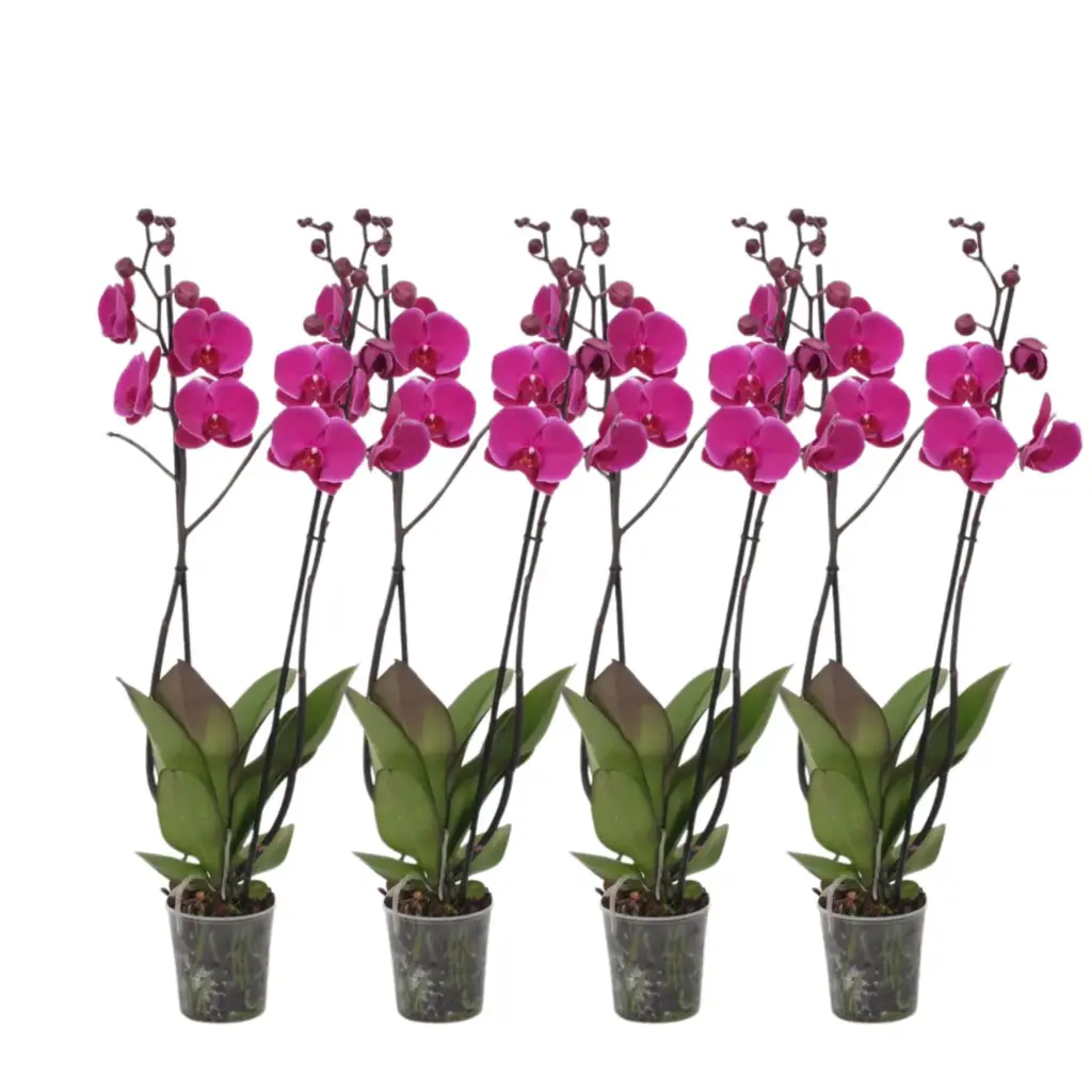 Phalaenopsis Joyride set van 4 orchideeën