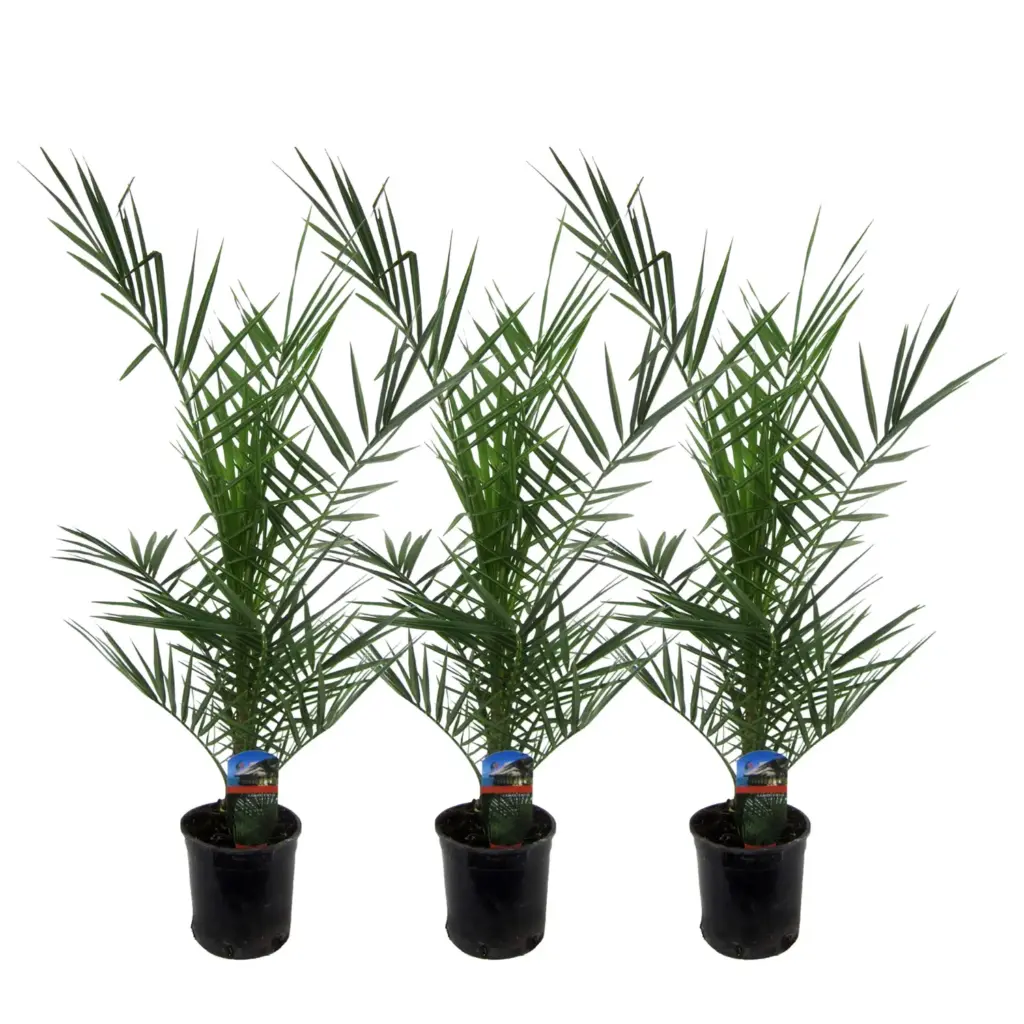 3x Phoenix Canariensis – buitenpalm set