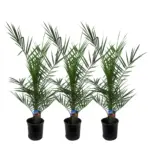 3x Phoenix Canariensis – buitenpalm set