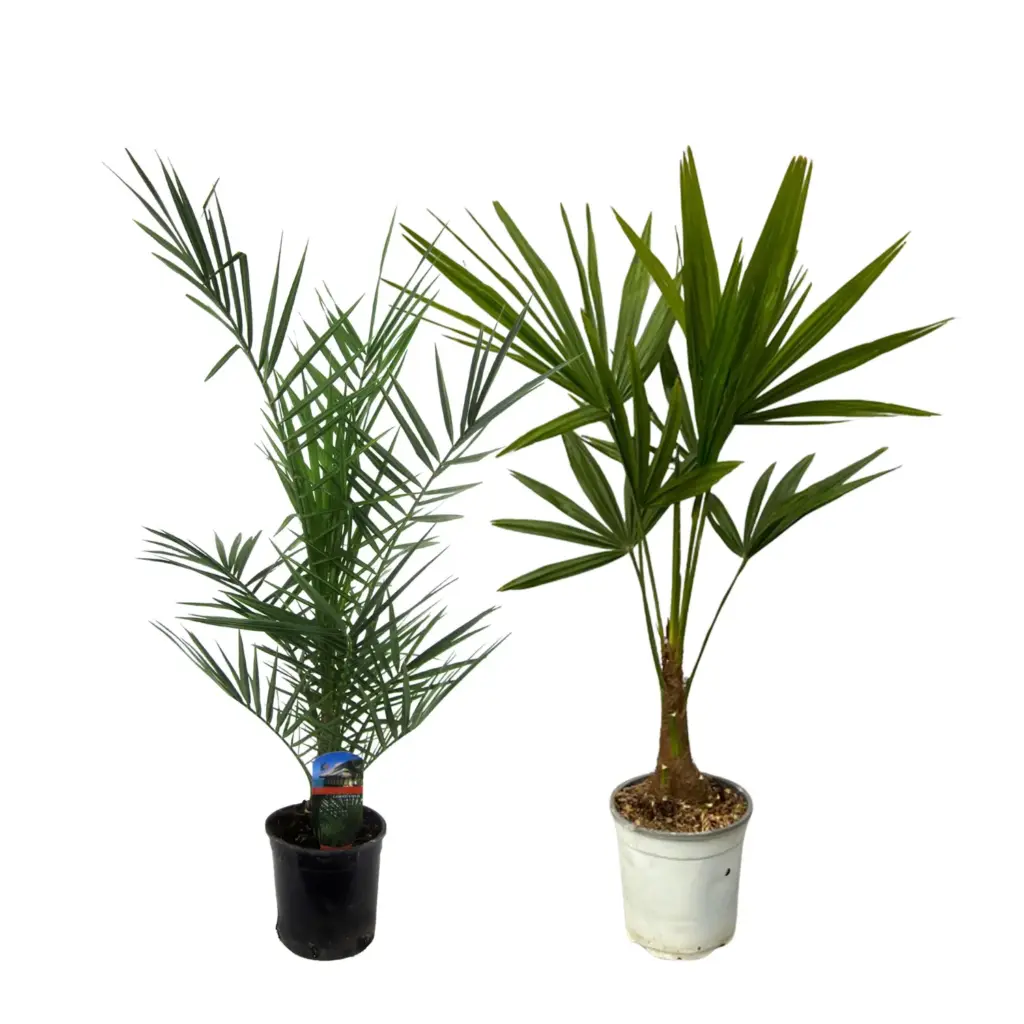Phoenix Canariensis en Trachycarpus Fortunei buitenplanten duo