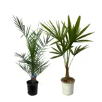 Phoenix Canariensis en Trachycarpus Fortunei buitenplanten duo - Hidalgo Plants Phoenix Canariensis en Trachycarpus Fortunei buitenplanten duo