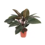 Philodendron Red Beauty – kamerplant