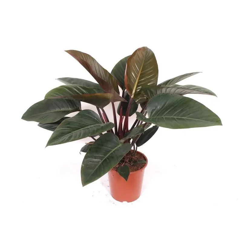 Philodendron Red Beauty – kamerplant